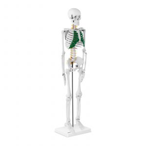 Mini model kostry člověka - 85 cm | PHY-SK-5 10040243