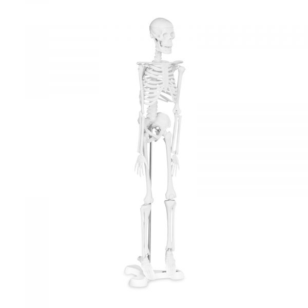 Mini model kostry člověka - měřítko 1: 4 (45 cm) | PHY-SK-6 10040244