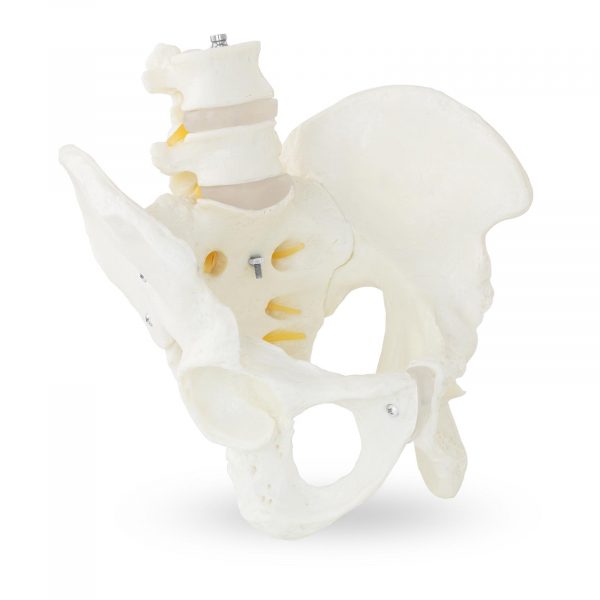 Model kostry mužské pánve s kyčelními obratli 10040249