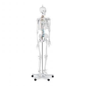 Model kostry člověka v životní velikosti - 176 cm 10040236