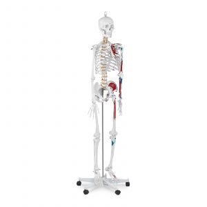 Model kostry člověka v životní velikosti - 180 cm 10040238