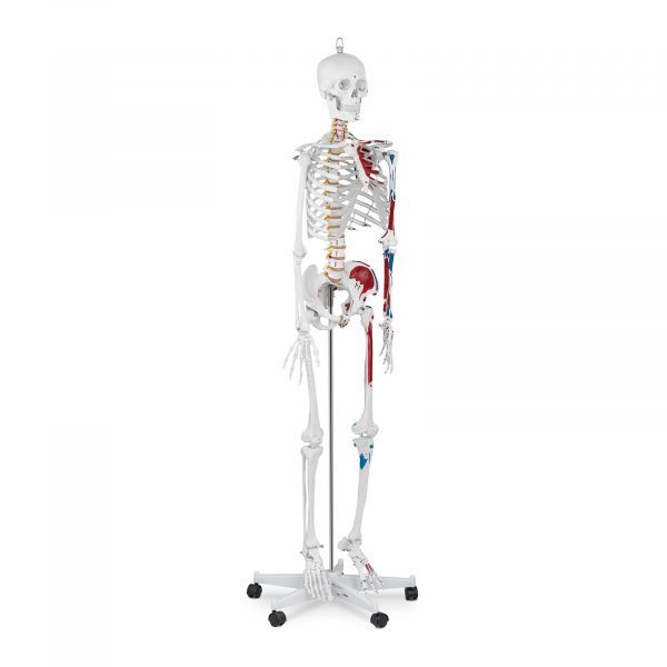 Model kostry člověka v životní velikosti - 180 cm 10040238
