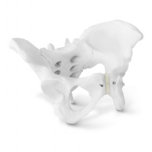 Model kostry ženské pánve 10040248