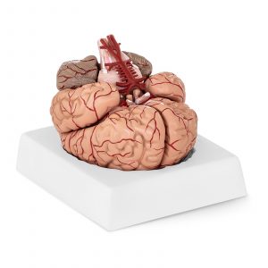 Model mozku 10040237