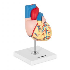 Model srdce | PHY-HM-2 10040318